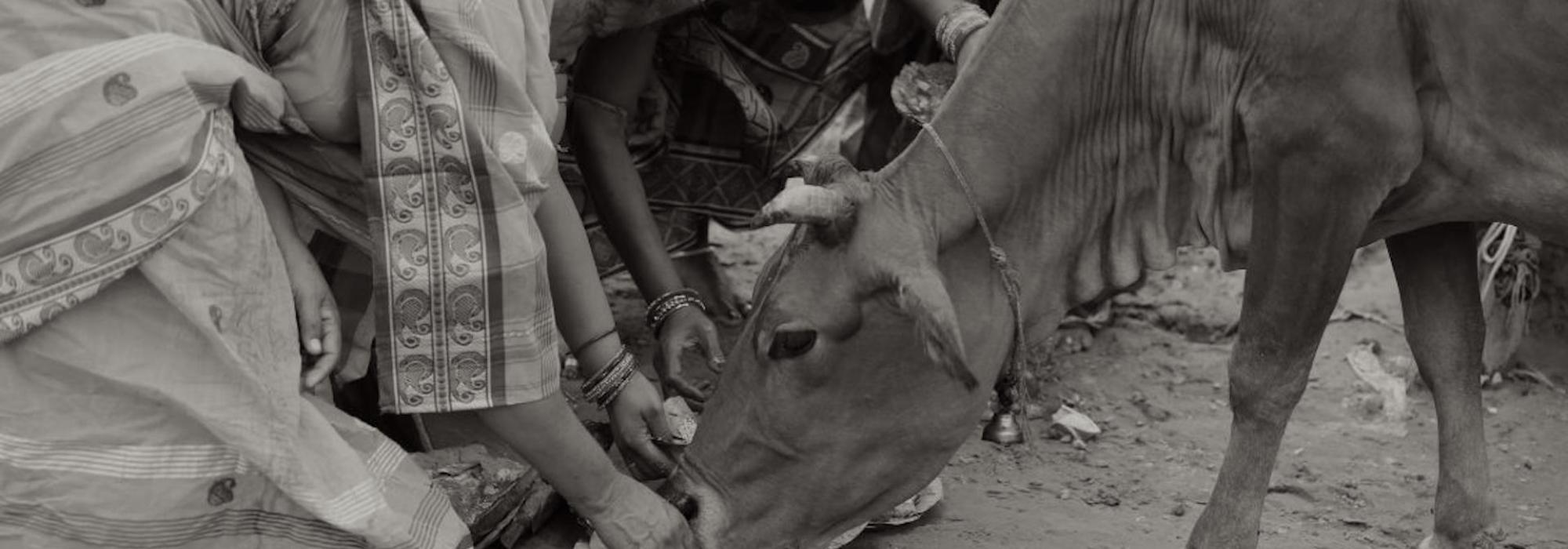 Women Feeding Cow
